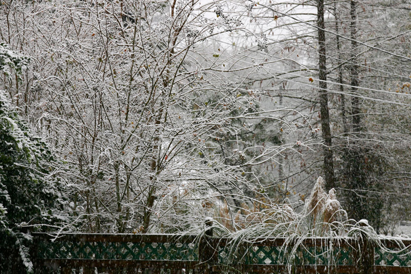 Crepe Myrtle and Pampas Grass on Fence