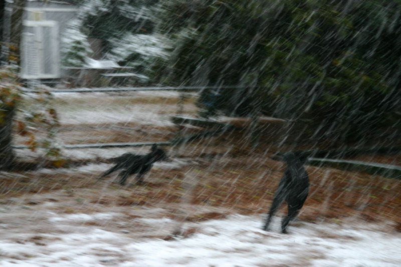 Frolicking Hounds