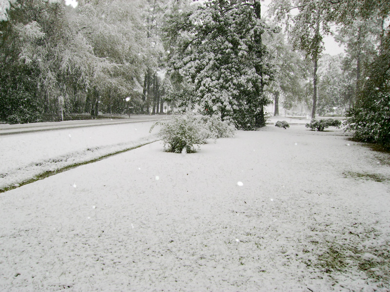 Front Yard