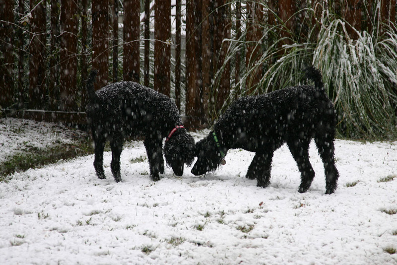 Investigating the White Stuff