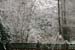 Crepe Myrtle and Pampas Grass on Fence